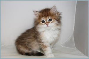 Female Siberian Kitten from Deedlebug Siberians